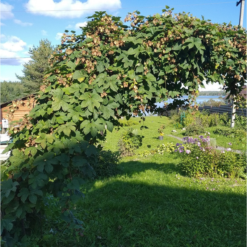Арка из хмеля
